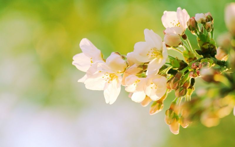 春天小清新梨花植物图片