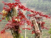 火红的枫叶植物图片