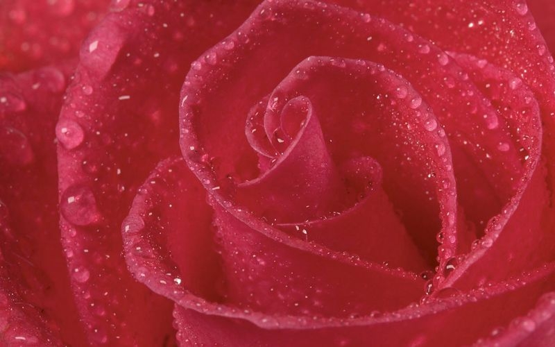 高清红色玫瑰植物图片