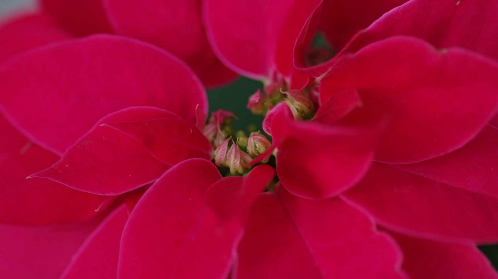鲜红的花朵植物图片