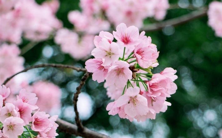 雨后粉色樱花高清植物图片