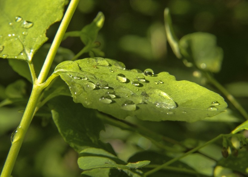 清晨绿叶上结露水的植物图片