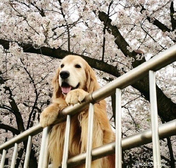 伴你一生的可爱萌犬狗狗图片