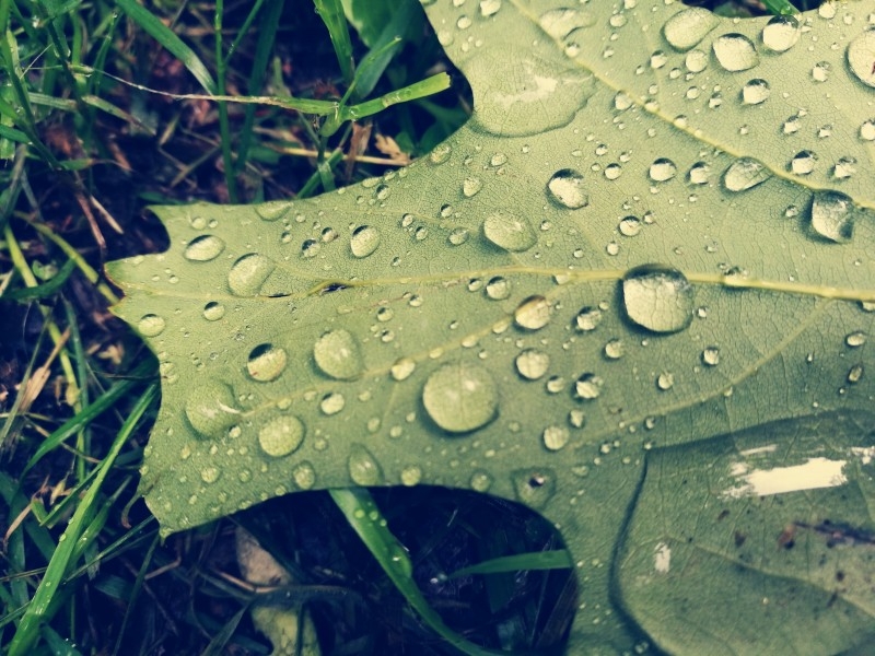 清晨绿叶上结露水的植物图片
