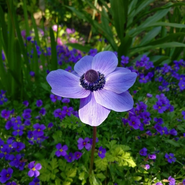 秀美的银莲花植物图片
