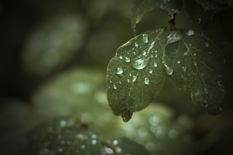 清晨绿叶上结露水的植物图片