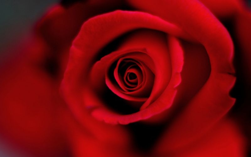 火红的玫瑰花唯美植物图片