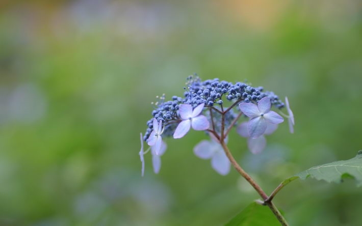 紫阳花高清植物图片