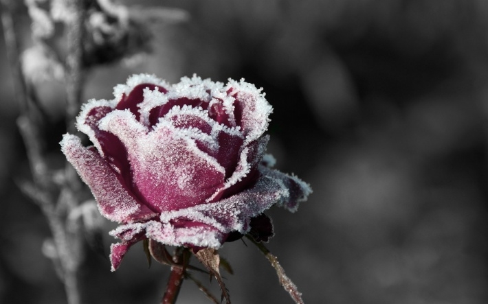 冰冻的玫瑰花高清护眼壁纸