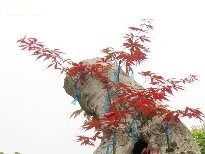 火红的枫叶植物图片