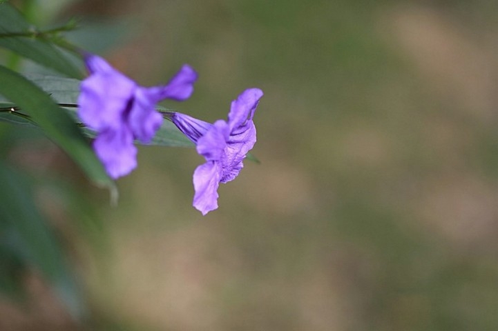 优雅的蓝紫色翠芦莉花卉植物图片大全