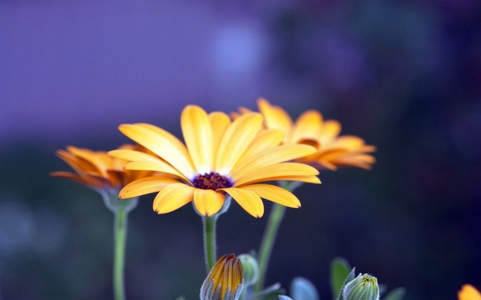 超唯美花卉植物摄影图片