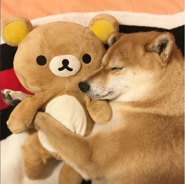 可爱的柴犬萌宠图片