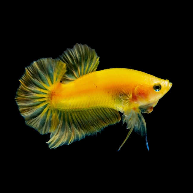 深海里好看的黄色鱼儿高清电脑壁纸图片