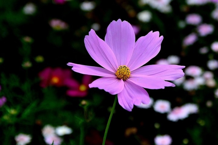 幸福之花格桑花高清植物图片大全