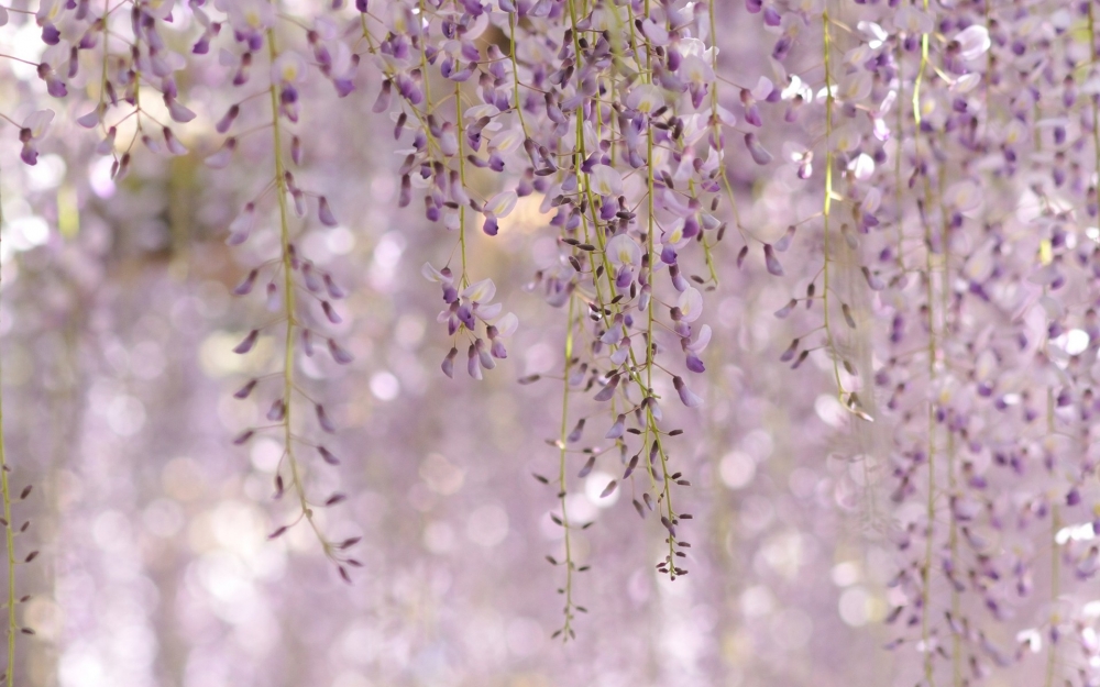 美丽的紫藤兰花海植物图片