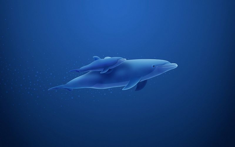 简约风蔚蓝大海里的海豚母子小清新壁纸图片