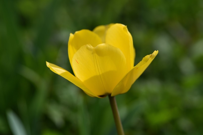 世界名花郁金香植物图片
