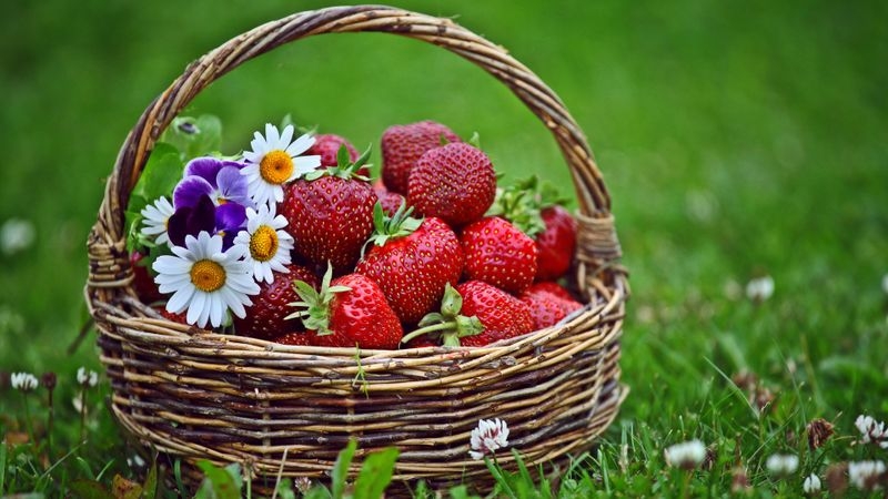 草地上篮子里好看的草莓水果图片