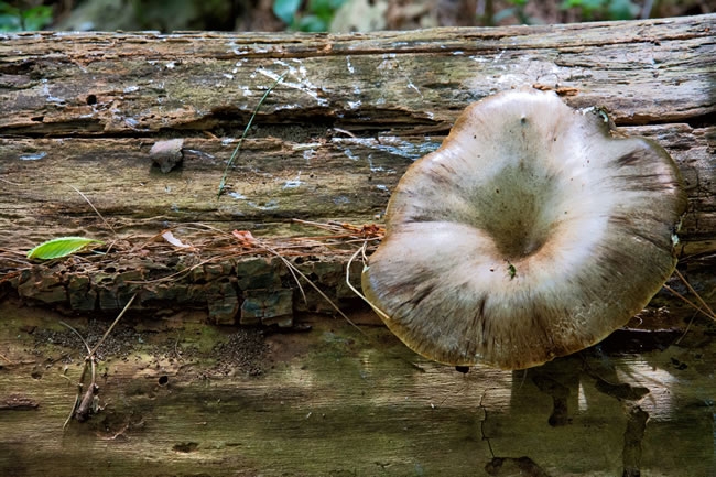 树桩上野生的蘑菇植物图片