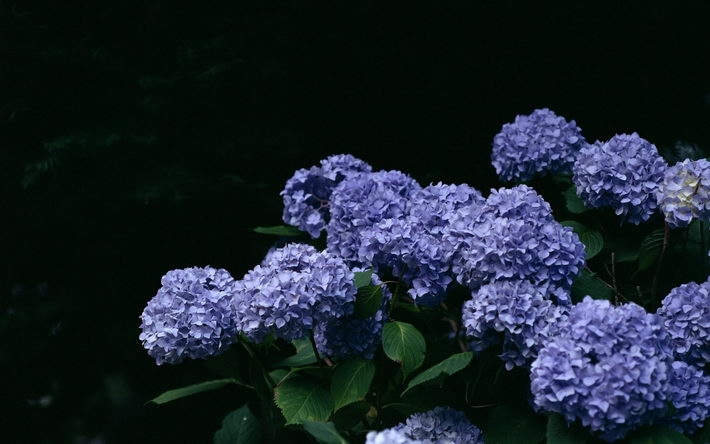 唯美好看的紫罗兰植物图片