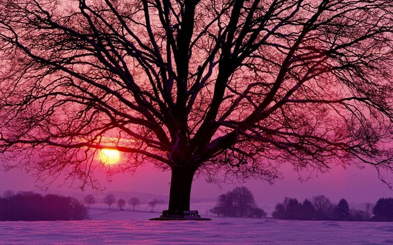 冬天夕阳下的大树风景桌面壁纸