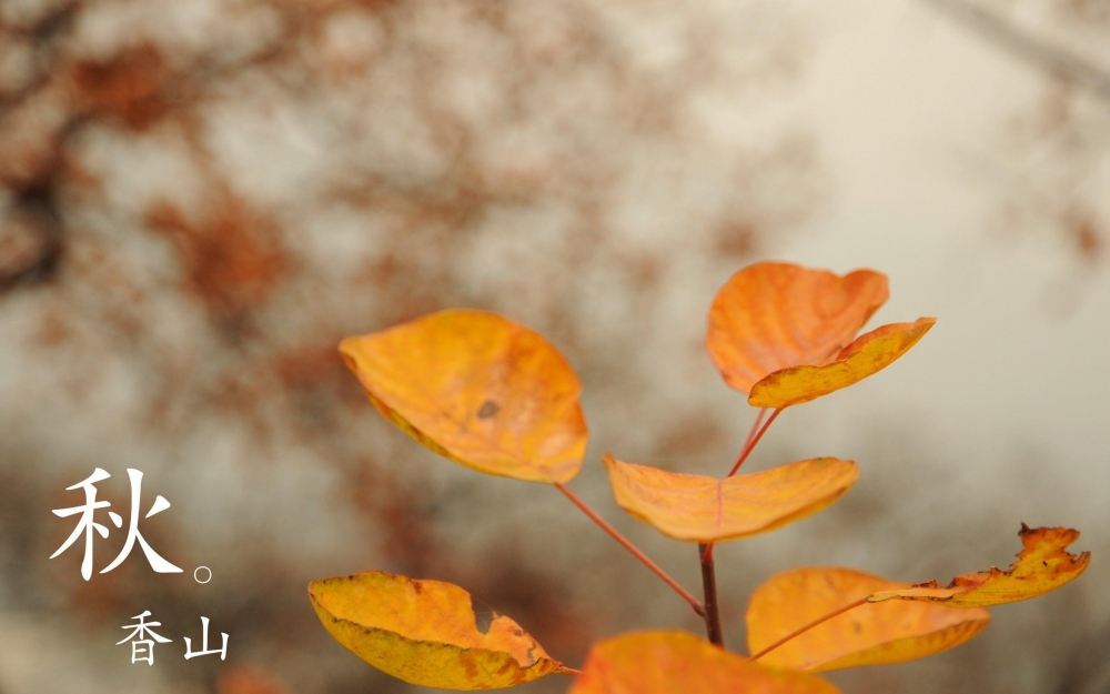 秋天的美丽香山落叶唯美壁纸图片