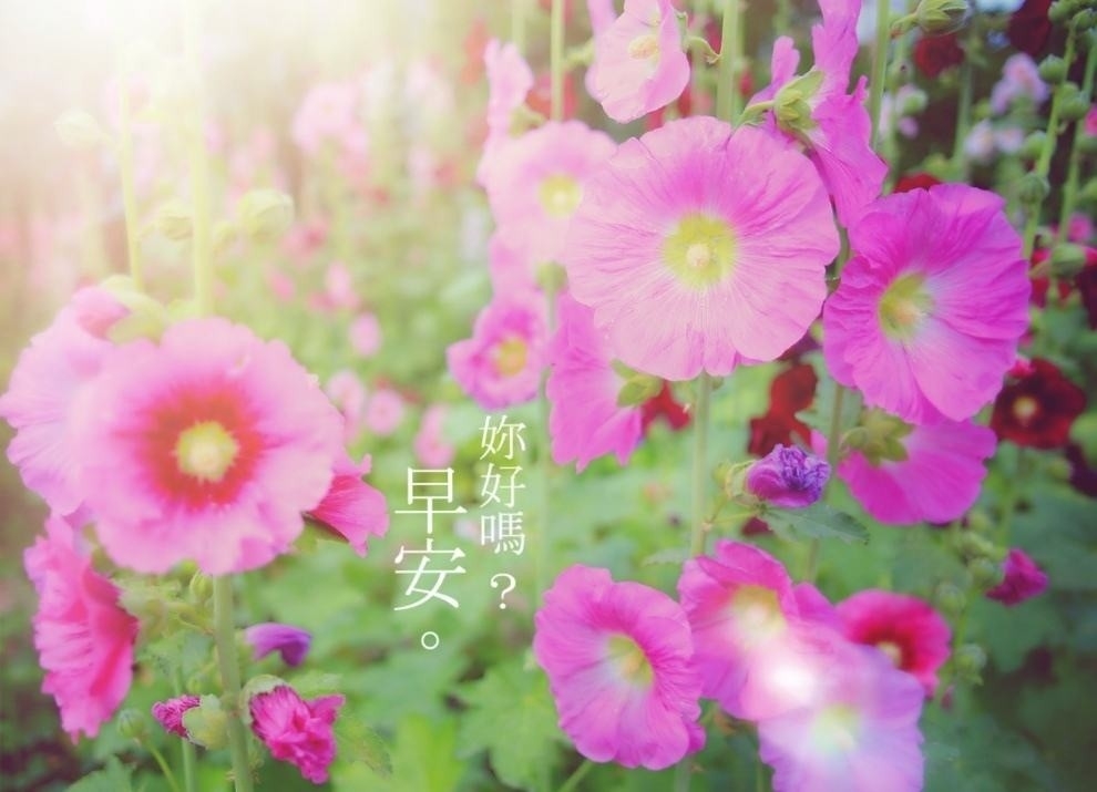 你好早安小清新植物背景文字图片