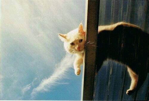 一人一猫一书一辈子可爱图片