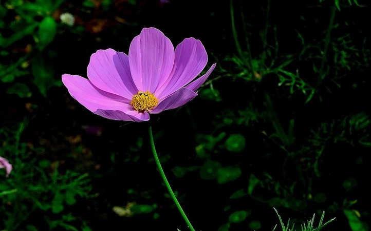 幸福之花格桑花高清植物图片大全