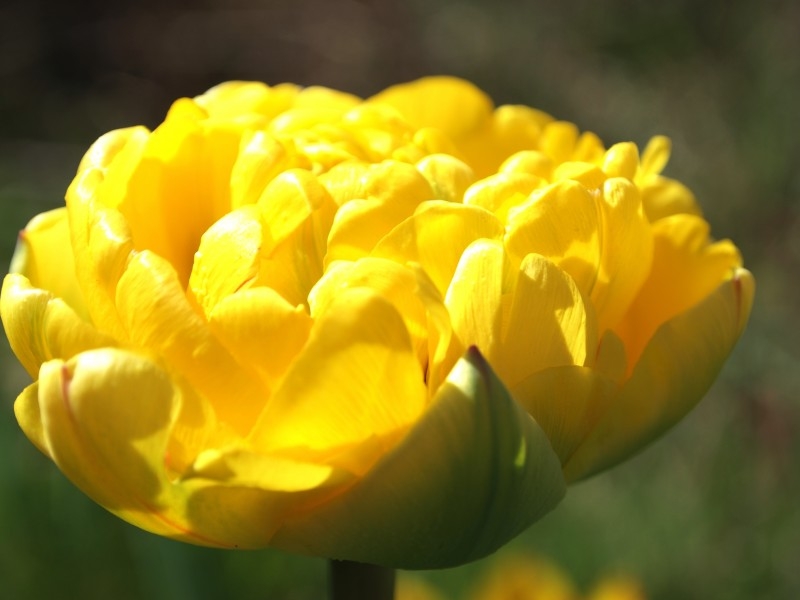 世界名花郁金香植物图片