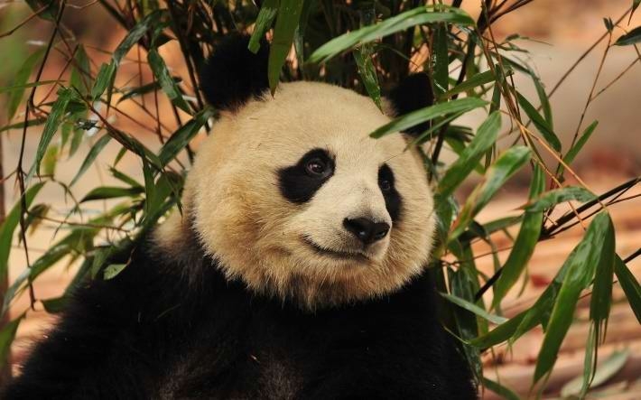 可爱的国宝大熊猫高清电脑壁纸大全