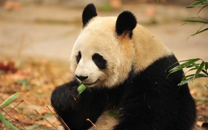 可爱的国宝大熊猫高清电脑壁纸大全
