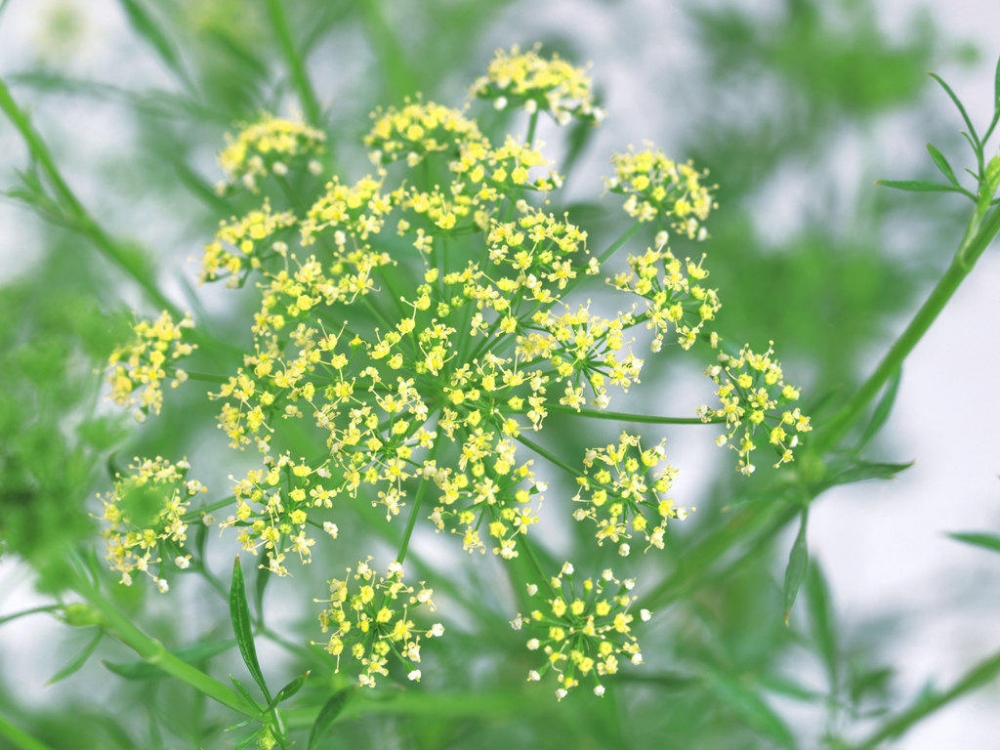 绿色小清新向日葵植物图片