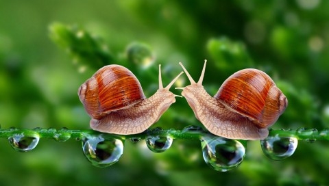 蜗牛的爱情小清新壁纸图片
