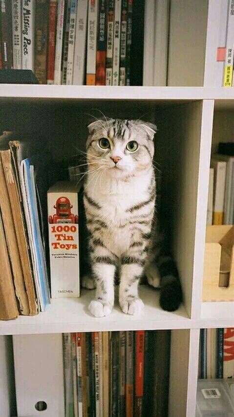 一人一猫一书一辈子可爱图片