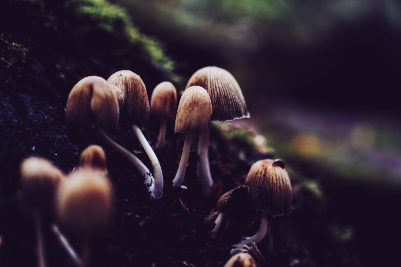 森林里的野蘑菇植物图片