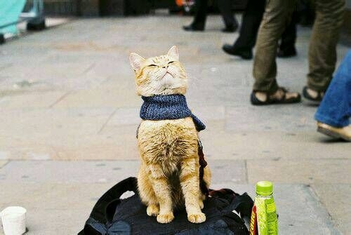 一人一猫一书一辈子可爱图片
