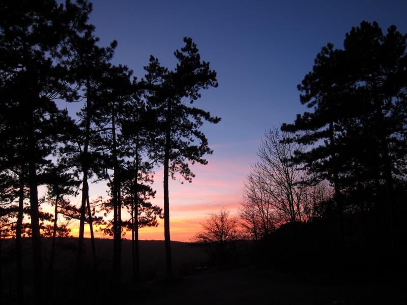 夕阳下的树林风景图片