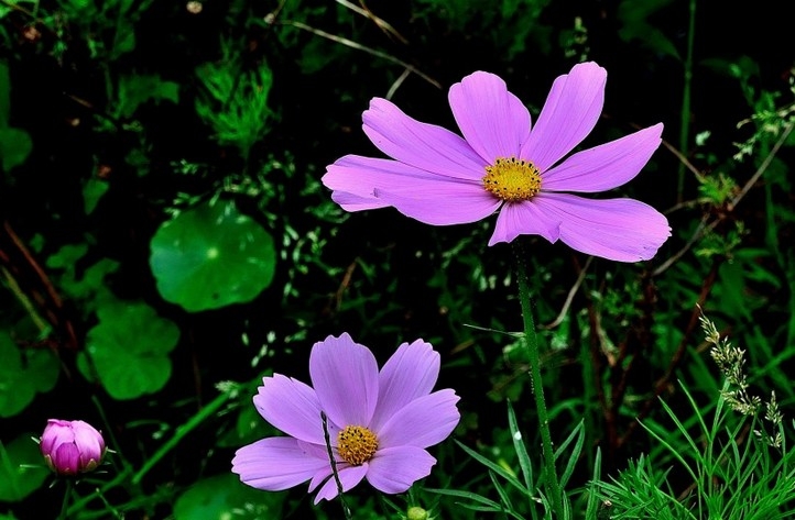 幸福之花格桑花高清植物图片大全