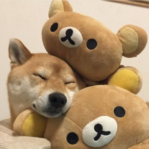 可爱的柴犬萌宠图片