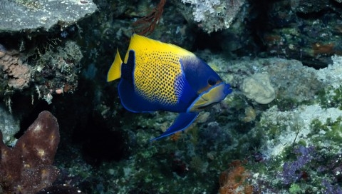 海底水世界热带鱼高清护眼壁纸图片