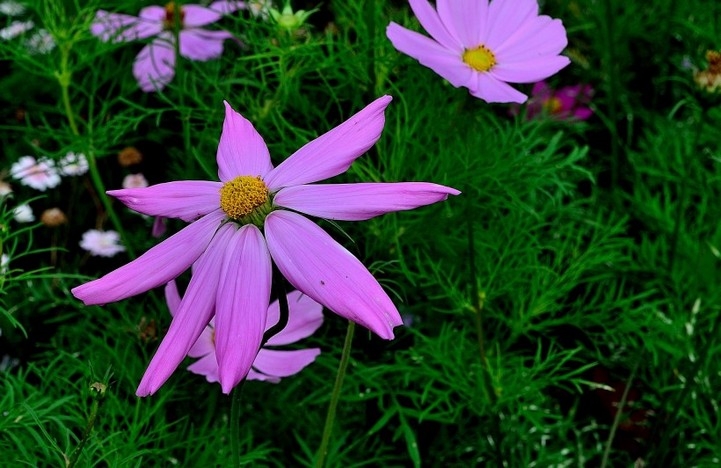 幸福之花格桑花高清植物图片大全