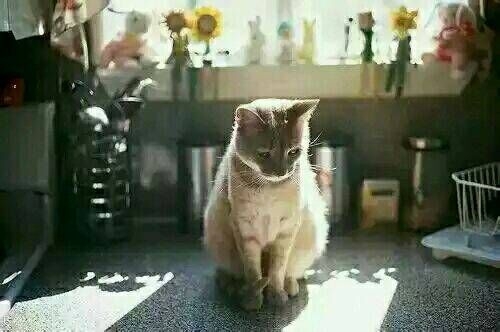一人一猫一书一辈子可爱图片