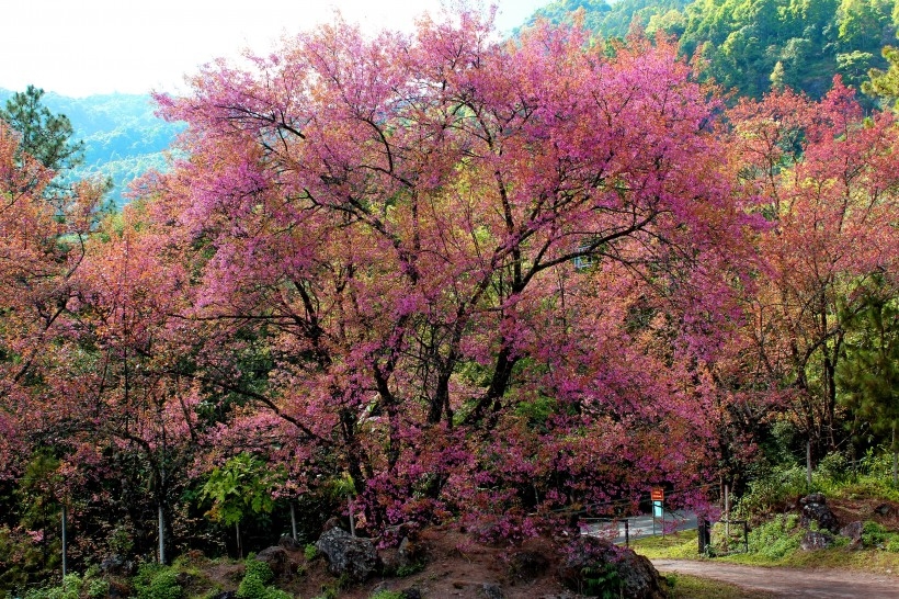 清迈山水自然风景图片