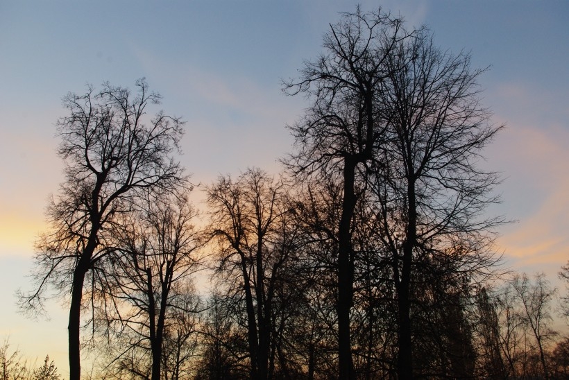 夕阳下的树林风景图片