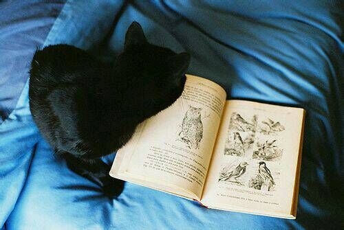 一人一猫一书一辈子可爱图片