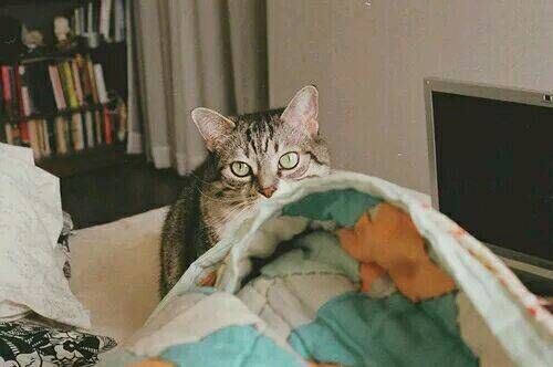 一人一猫一书一辈子可爱图片