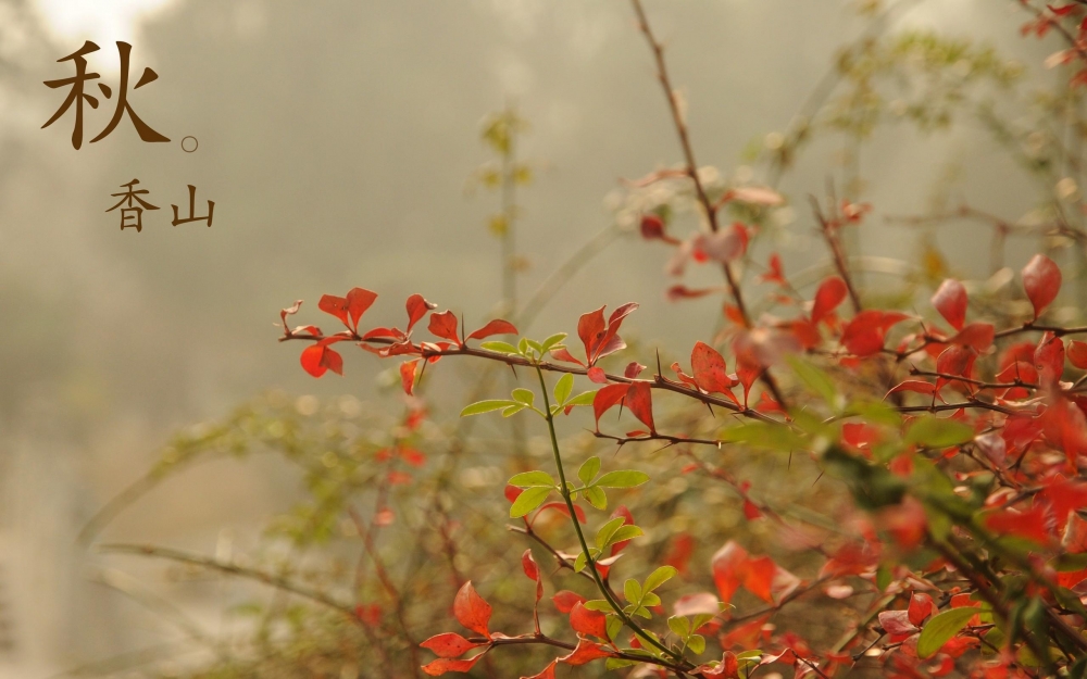 秋天的美丽香山落叶唯美壁纸图片