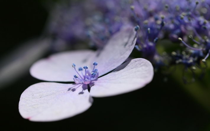 唯美好看的紫罗兰植物图片